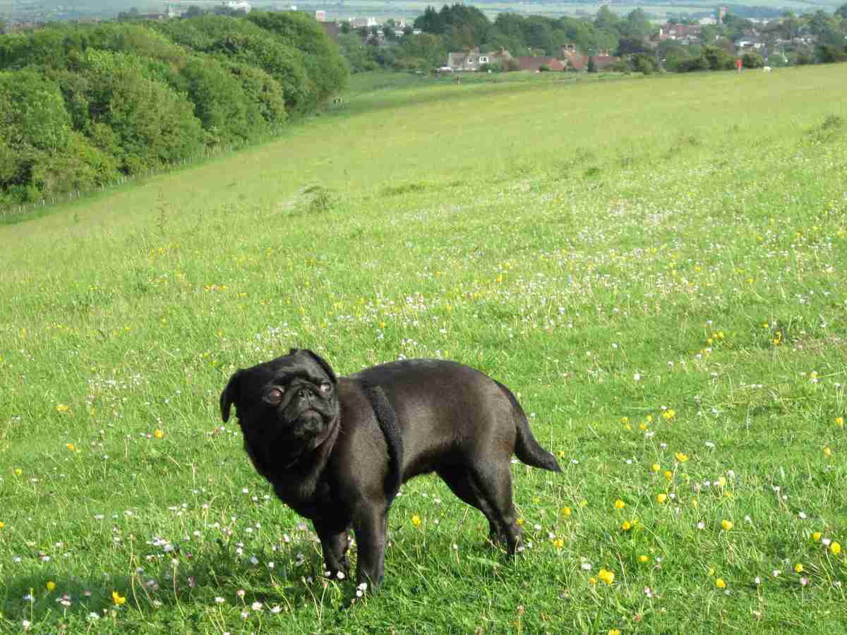 Black pug